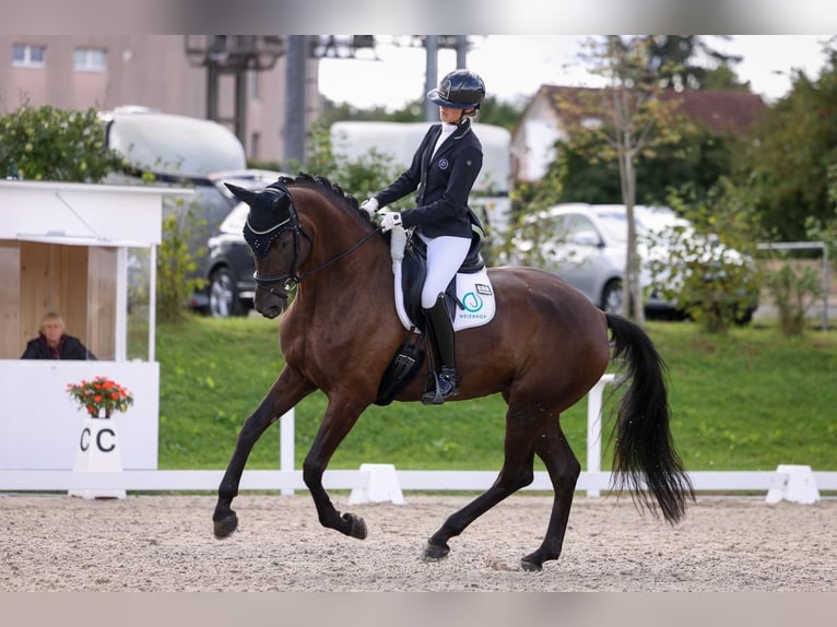 Westfale Stute 8 Jahre 168 cm Schwarzbrauner in D&#xF6;rflingen