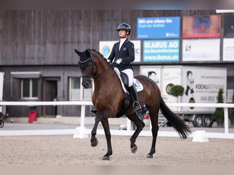 Westfale Stute 8 Jahre 168 cm Schwarzbrauner in D&#xF6;rflingen