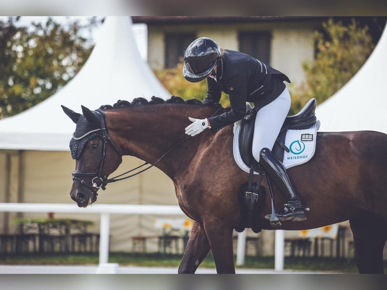Westfale Stute 8 Jahre 168 cm Schwarzbrauner in D&#xF6;rflingen