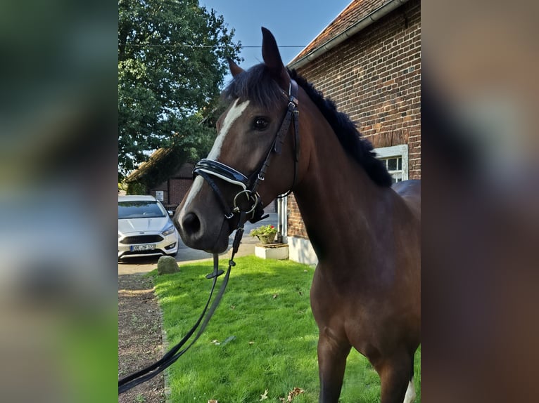 Westfale Stute 8 Jahre 169 cm Brauner in Borken