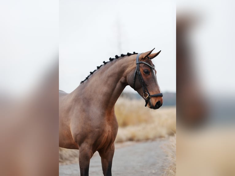 Westfale Stute 8 Jahre 169 cm Rotbrauner in Mol