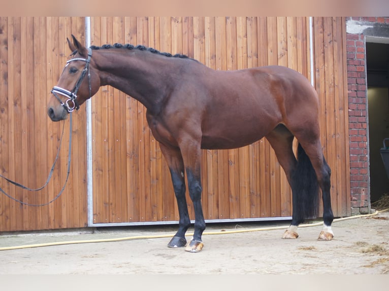 Westfale Stute 8 Jahre 170 cm Brauner in Coesfeld