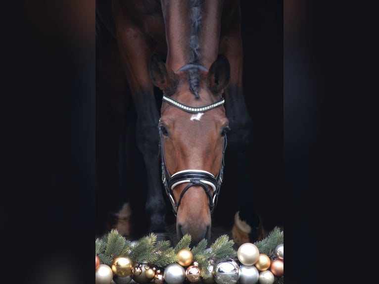 Westfale Stute 8 Jahre 170 cm Brauner in Coesfeld