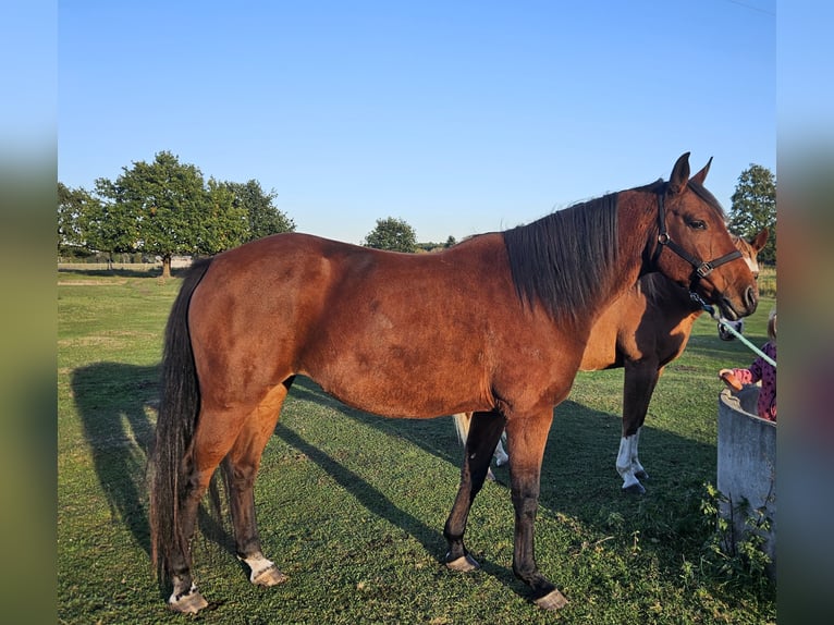 Westfale Stute 8 Jahre 170 cm Brauner in Bensdorf OT Woltersdorf
