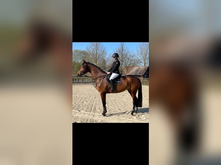 Westfale Stute 8 Jahre 170 cm Brauner in Metelen