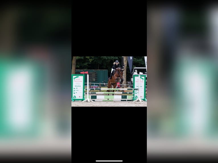 Westfale Stute 8 Jahre 170 cm Brauner in Metelen