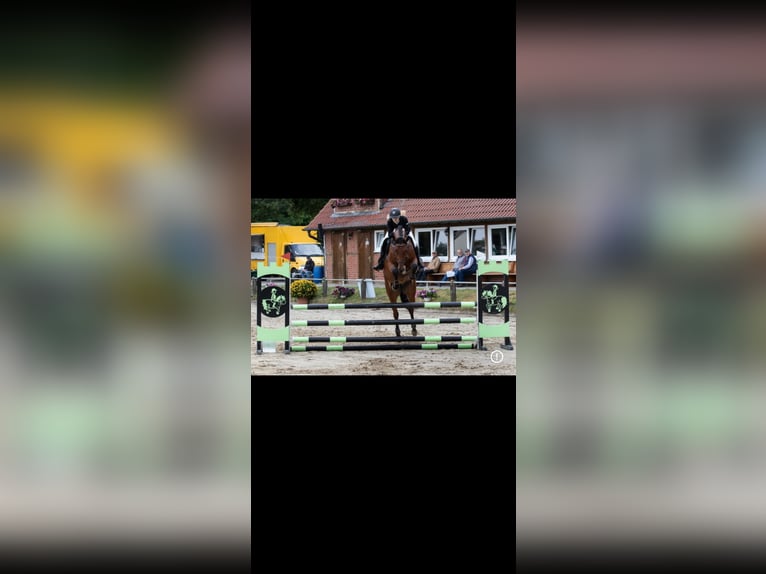 Westfale Stute 8 Jahre 170 cm Brauner in Metelen