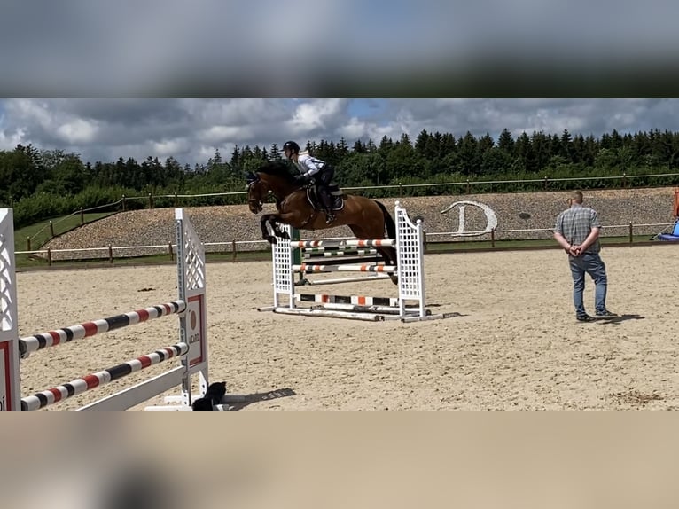Westfale Stute 8 Jahre 170 cm Brauner in Hohenstein &#xD6;denwaldstetten