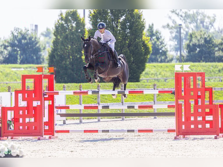 Westfale Stute 8 Jahre 170 cm Dunkelbrauner in Kronenberg