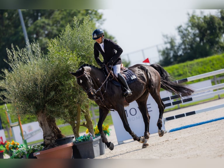 Westfale Stute 8 Jahre 170 cm Dunkelbrauner in Kronenberg