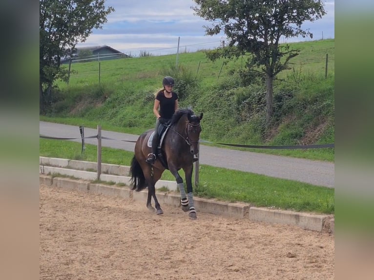 Westfale Stute 8 Jahre 170 cm  in Thaleischweiler-Fröschen