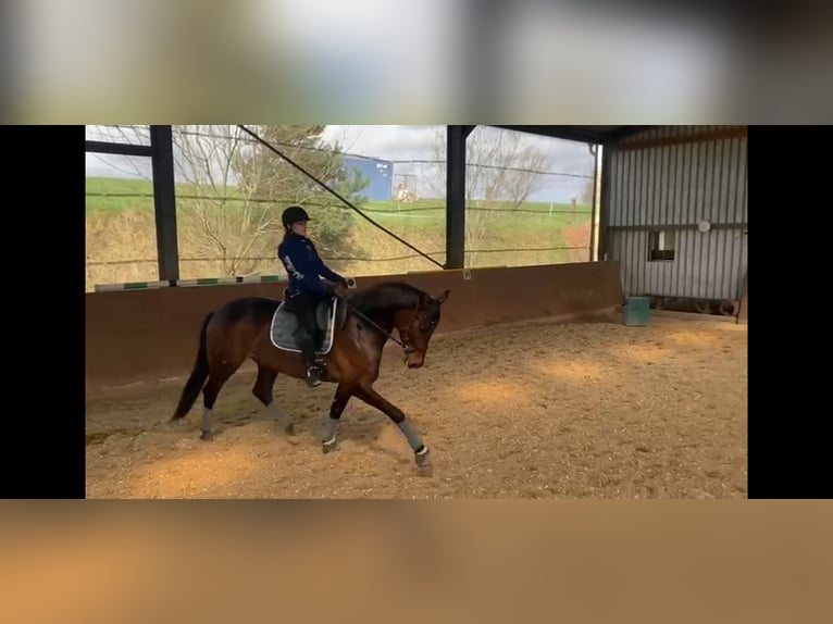 Westfale Stute 8 Jahre 170 cm  in Thaleischweiler-Fröschen