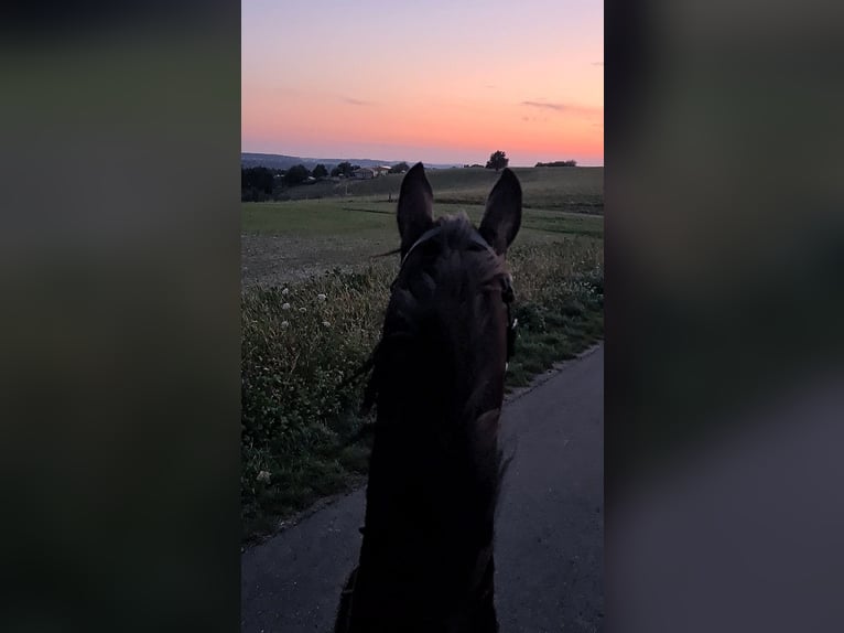 Westfale Stute 8 Jahre 170 cm  in Thaleischweiler-Fröschen