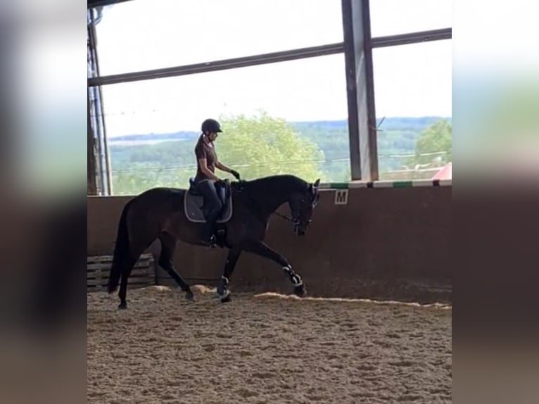 Westfale Stute 8 Jahre 170 cm  in Thaleischweiler-Fröschen