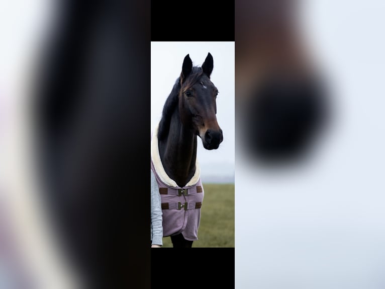 Westfale Stute 8 Jahre 170 cm  in Thaleischweiler-Fröschen