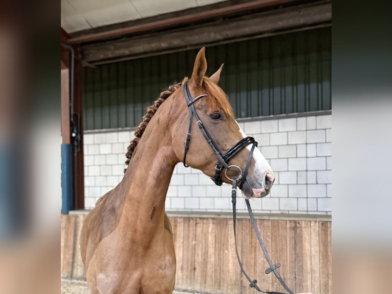 Westfale Stute 8 Jahre 170 cm Fuchs in Oud Gastel