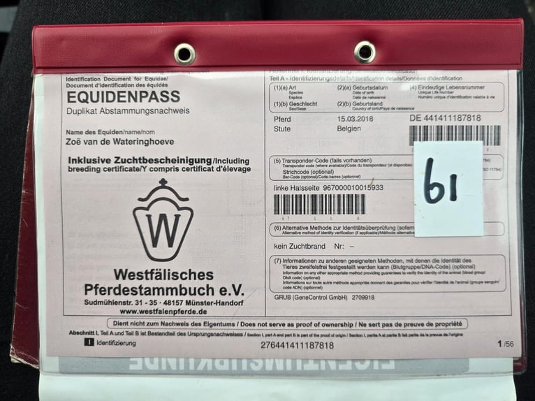 Westfale Stute 8 Jahre 170 cm Fuchs in Oud Gastel