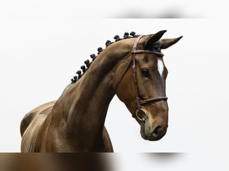 Westfale Stute 8 Jahre 171 cm Brauner in Horstmar