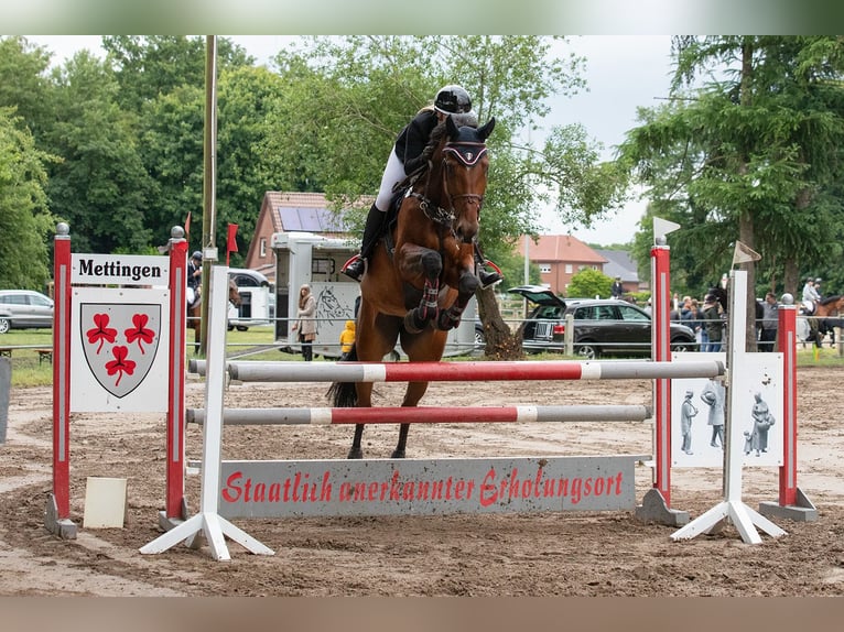 Westfale Stute 8 Jahre 171 cm Brauner in Horstmar