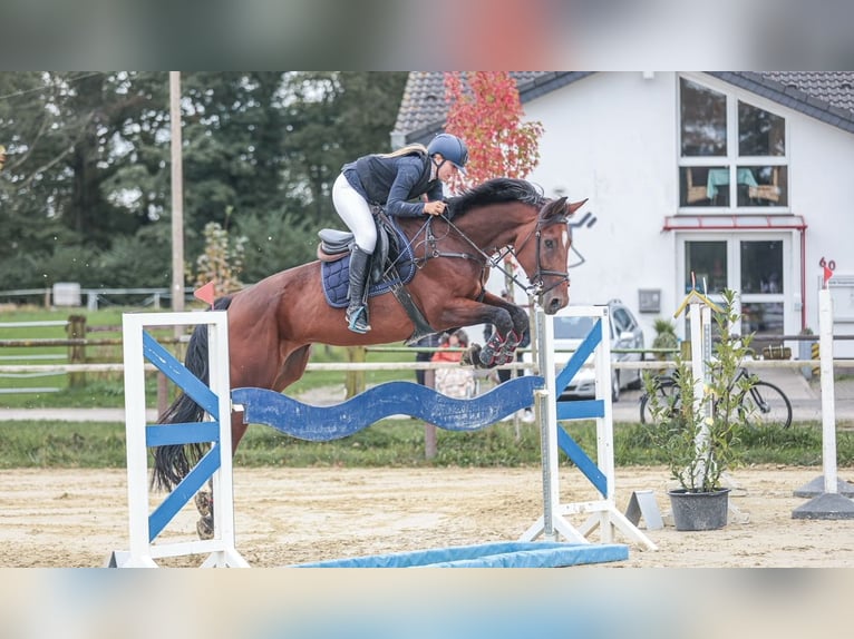 Westfale Stute 8 Jahre 171 cm Brauner in Horstmar