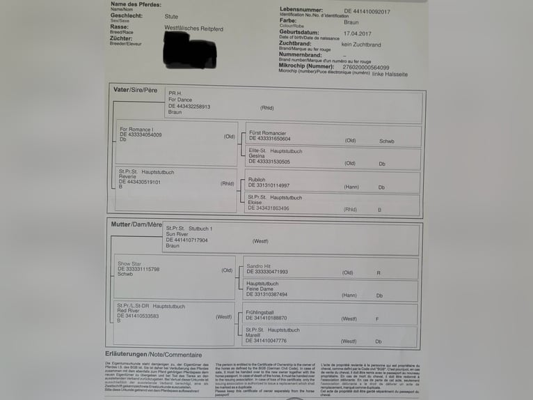 Westfale Stute 8 Jahre 171 cm Dunkelbrauner in Greven