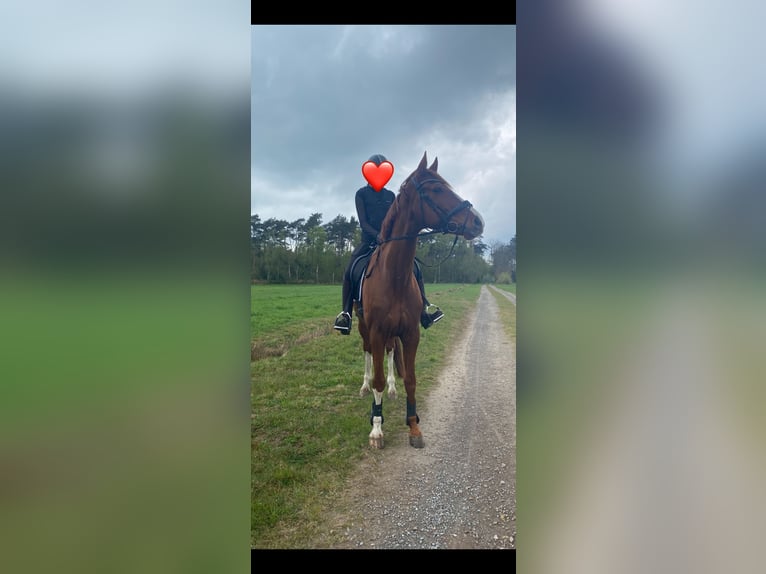 Westfale Stute 8 Jahre 171 cm Fuchs in Schermbeck