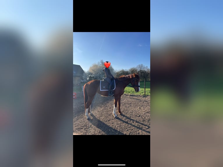 Westfale Stute 8 Jahre 171 cm Fuchs in Schermbeck