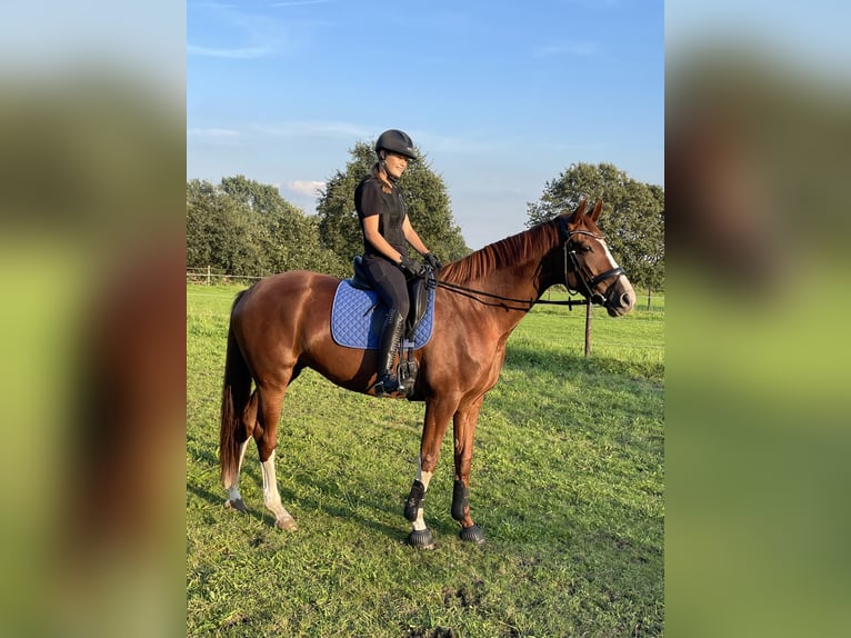 Westfale Stute 8 Jahre 171 cm Fuchs in Schermbeck