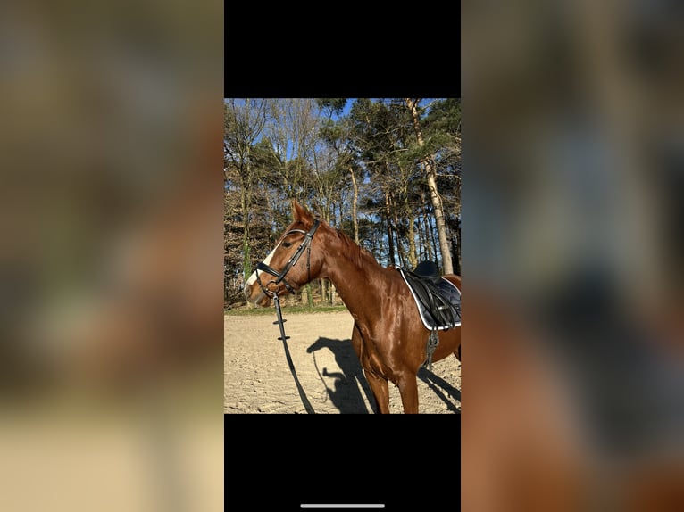 Westfale Stute 8 Jahre 171 cm Fuchs in Schermbeck