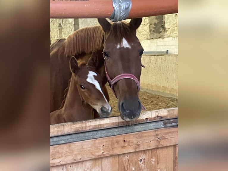Westfale Stute 8 Jahre 171 cm Fuchs in Nörten-Hardenberg