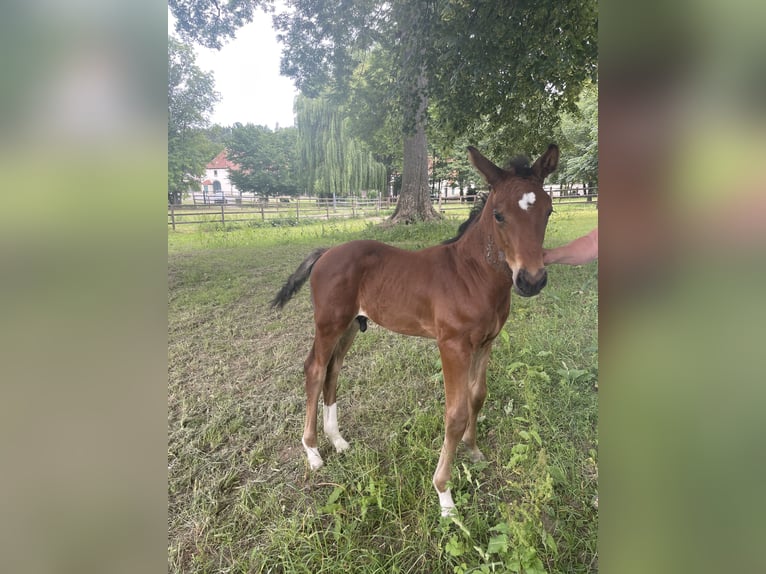 Westfale Stute 8 Jahre 171 cm Fuchs in Nörten-Hardenberg