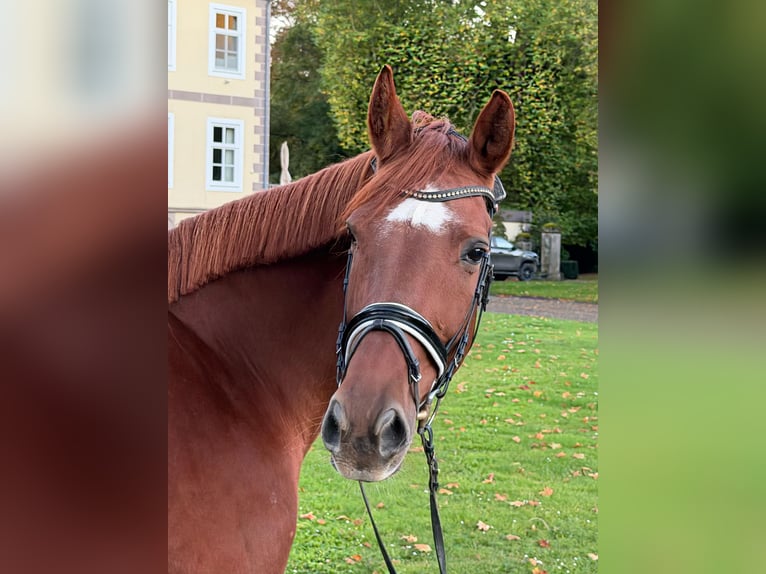 Westfale Stute 8 Jahre 171 cm Fuchs in Nörten-Hardenberg