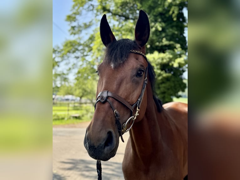 Westfale Stute 8 Jahre 172 cm Brauner in Horstmar