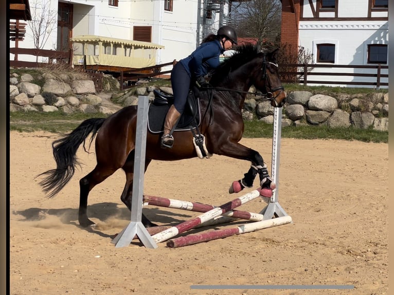 Westfale Stute 8 Jahre 172 cm Dunkelbrauner in Wall
