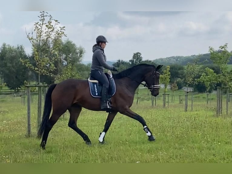 Westfale Stute 8 Jahre 172 cm Dunkelbrauner in Wall