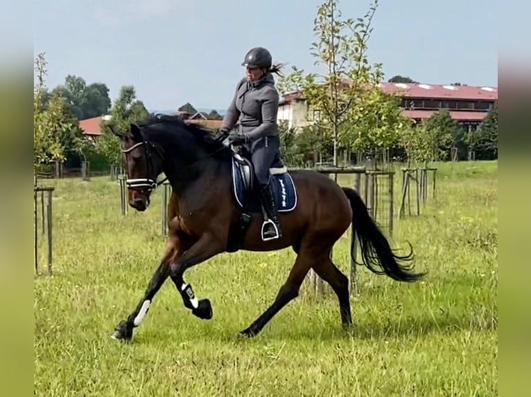 Westfale Stute 8 Jahre 172 cm Dunkelbrauner in Wall