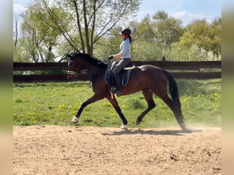 Westfale Stute 8 Jahre 172 cm Dunkelbrauner in Wall