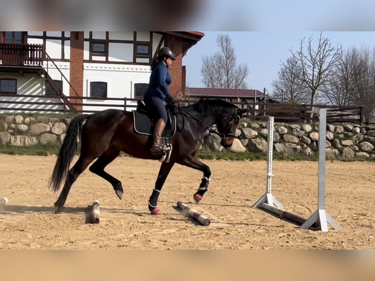 Westfale Stute 8 Jahre 172 cm Dunkelbrauner in Wall
