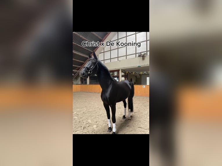 Westfale Stute 8 Jahre 172 cm Rappe in Messel