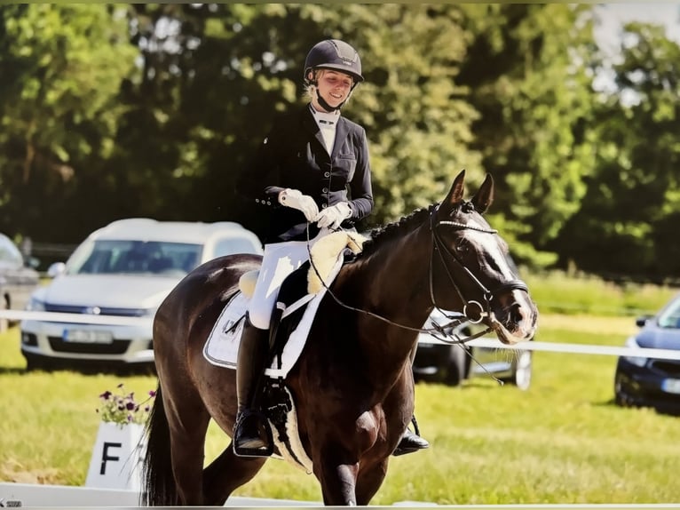 Westfale Stute 8 Jahre 172 cm Schwarzbrauner in M&#xFC;nster