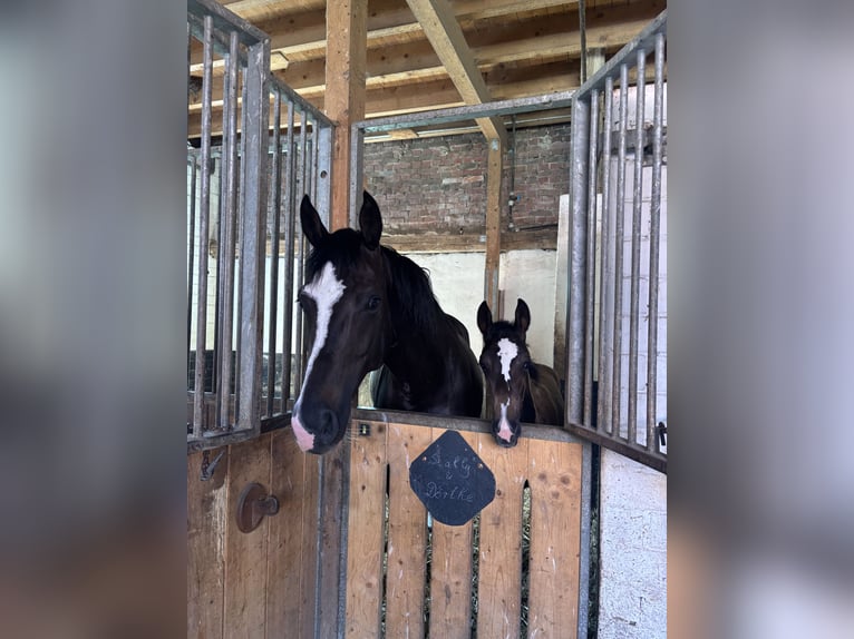 Westfale Stute 8 Jahre 172 cm Schwarzbrauner in M&#xFC;nster