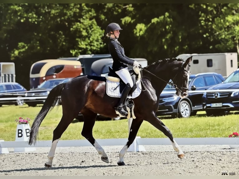 Westfale Stute 8 Jahre 172 cm Schwarzbrauner in M&#xFC;nster