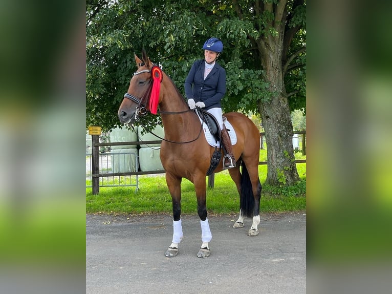 Westfale Stute 8 Jahre 173 cm Brauner in Ruppichteroth