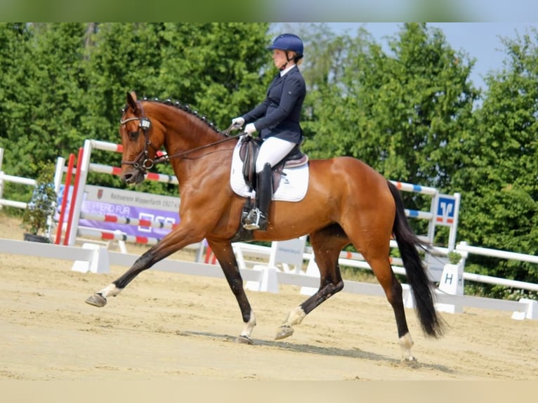 Westfale Stute 8 Jahre 173 cm Brauner in Ruppichteroth