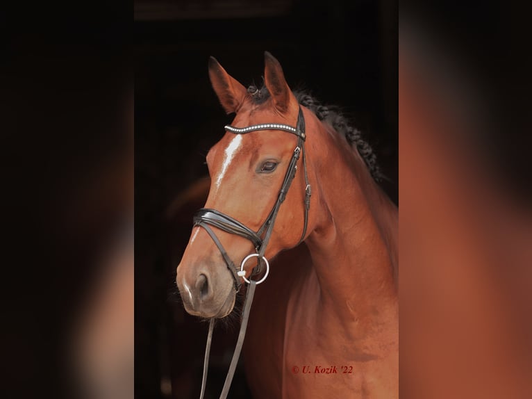 Westfale Stute 8 Jahre 173 cm Brauner in Greven