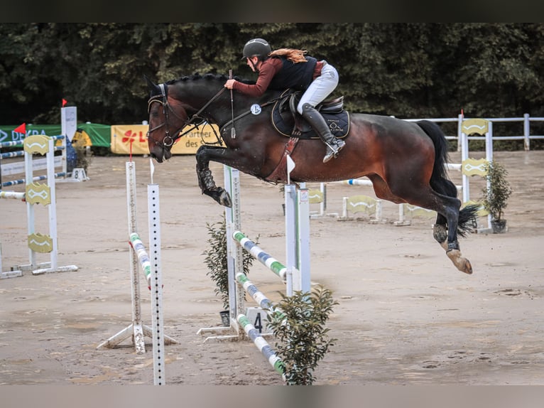 Westfale Stute 8 Jahre 173 cm Schwarzbrauner in Irmenach
