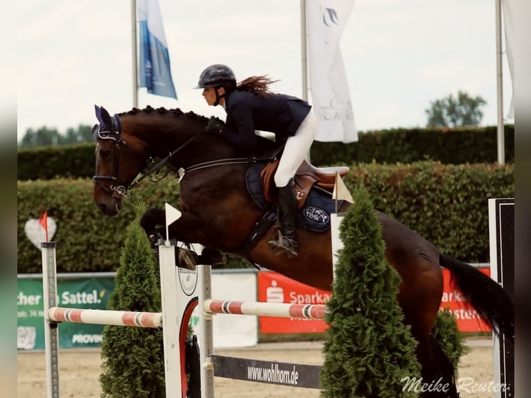 Westfale Stute 8 Jahre 174 cm Brauner in Borchen