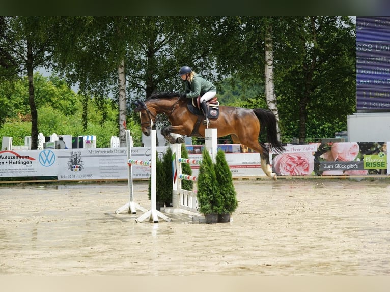 Westfale Stute 8 Jahre 174 cm Brauner in Herten