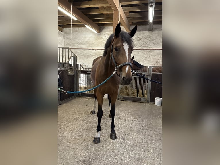 Westfale Stute 8 Jahre 174 cm Brauner in Herten