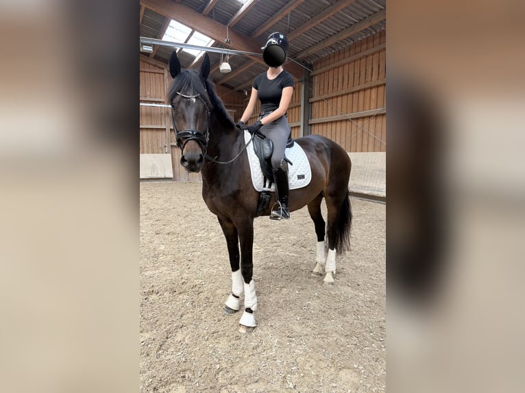 Westfale Stute 8 Jahre 175 cm Brauner in Babenhausen